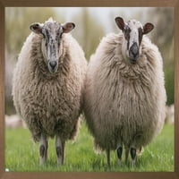 Zidni plakat ovce koje stoje na livadi, uokviren 22,375 34