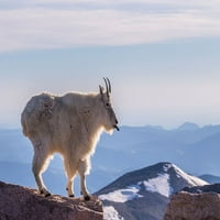 Colorado-planinska koza Mount Evans koja viri jezik na vrhu stijene, od M